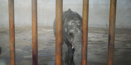 chinese zoo elephant