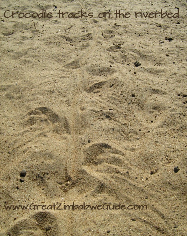 Mana pools crocodile tracks