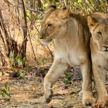 Best Vic Falls activities: #8. Have an up-close animal encounter in Victoria Falls