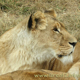 Victoria Falls safari