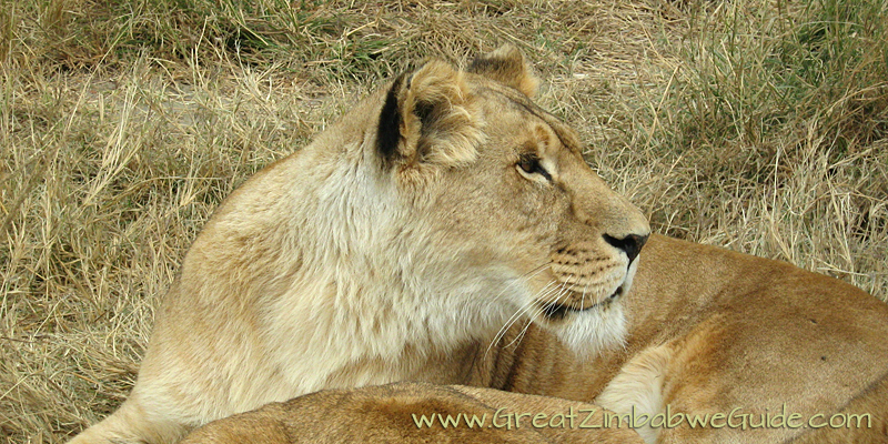 Victoria Falls safari