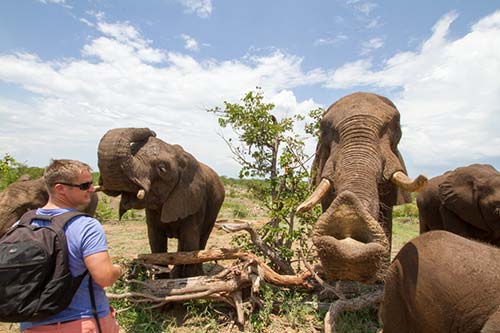 elephant-activities-victoria falls zimbabwe great guide