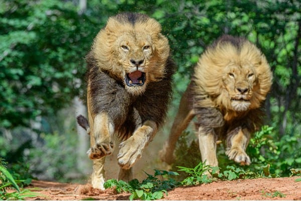 feast-of-the-beasts-1-lion-victoria-falls-zimbabwe