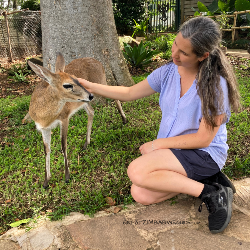 Duiker Harare Twala Zimbabwe