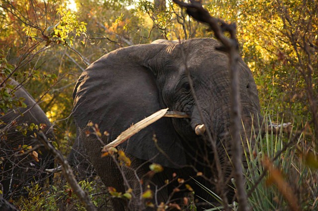 Victoria Falls elephant