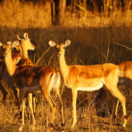 Victoria Falls impala