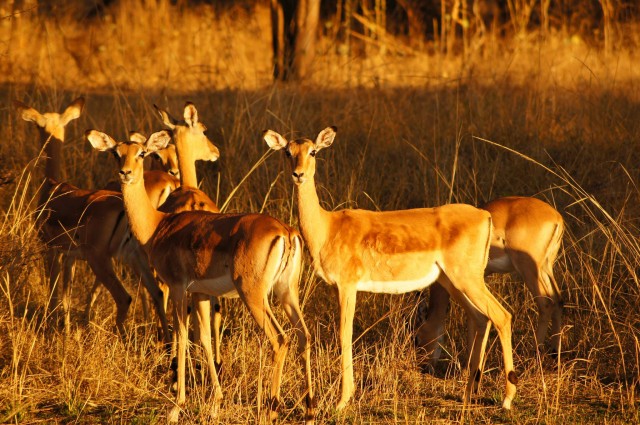 Victoria Falls impala