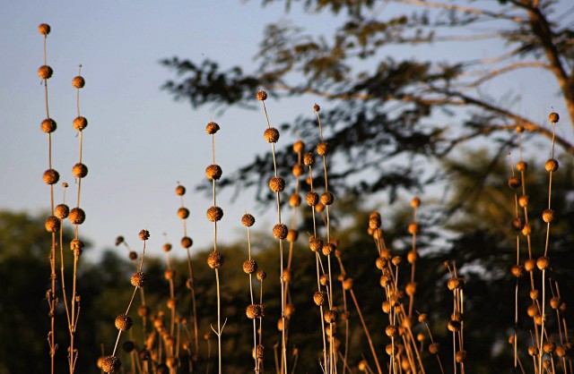 Victoria Falls pods