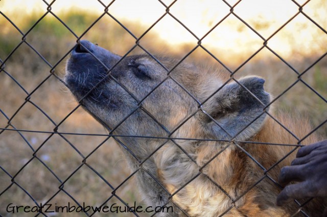 Bally Vaughan Twala Trust hyena 2