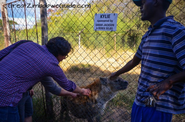 Bally Vaughan Twala Trust hyena