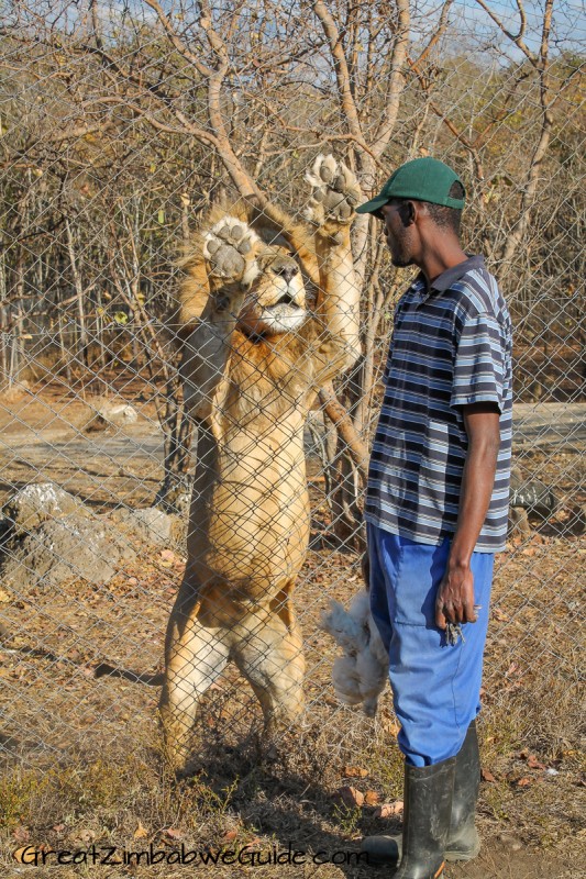 Bally Vaughan Twala Trust lion 2
