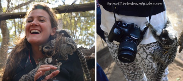 Bally Vaughan Twala Trust marmosets