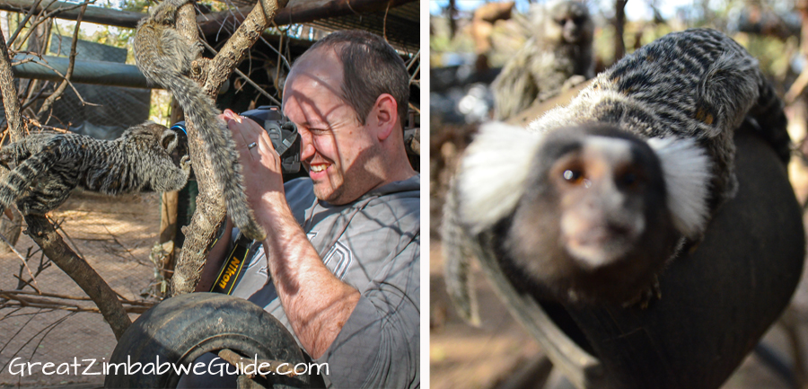 Bally Vaughan Twala Trust marmosets 2