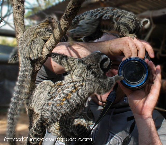 Marmosets in Harare, Zimbabwe