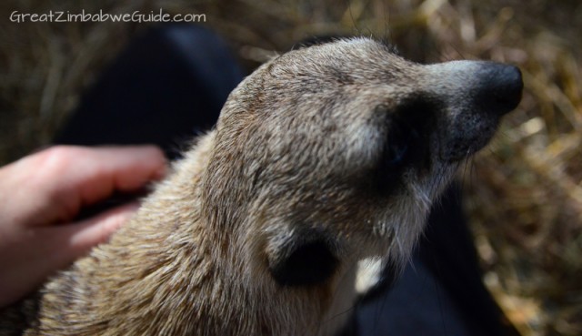 Bally Vaughan Twala Trust meerkat