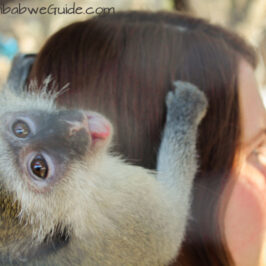 Bally Vaughan Twala Trust monkey tongue