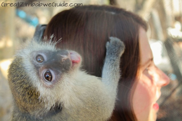 Bally Vaughan Twala Trust monkey tongue