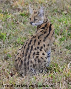 Bally Vaughan Twala Trust serval