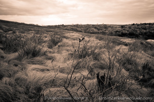 Domboshawa grass