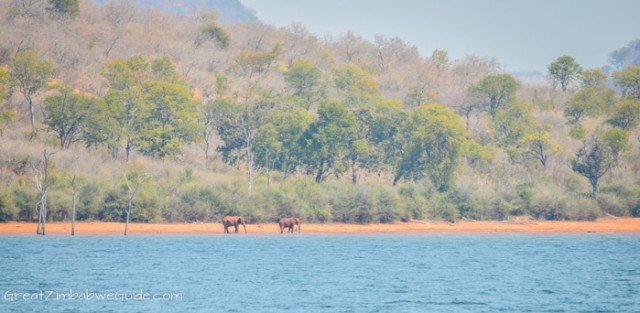 Kariba ferries elephant