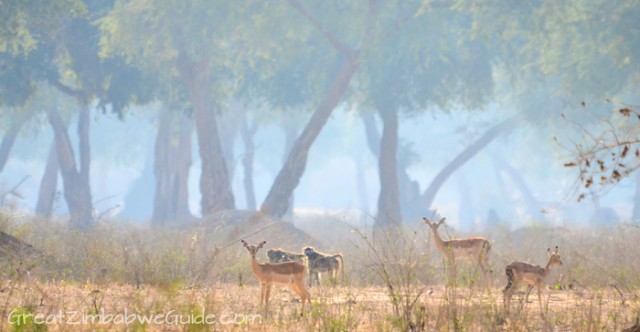 Mana Pools mist