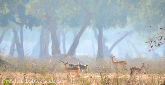 Mana Pools mist