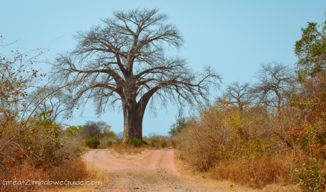 Mana Pools big tree