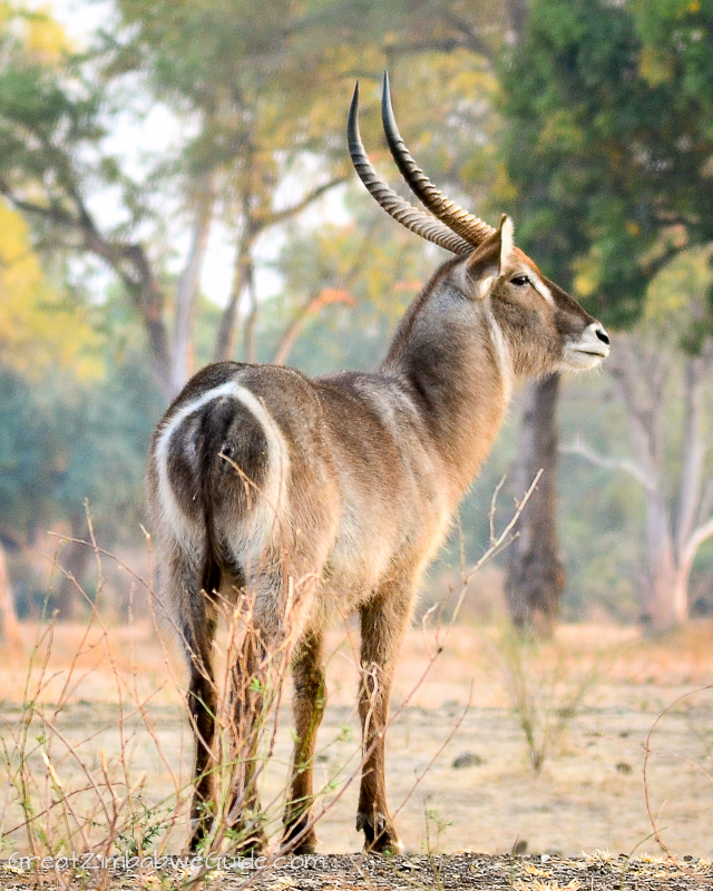 Mana Pools male waterbuck