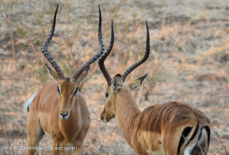 Mana Pools impala fight