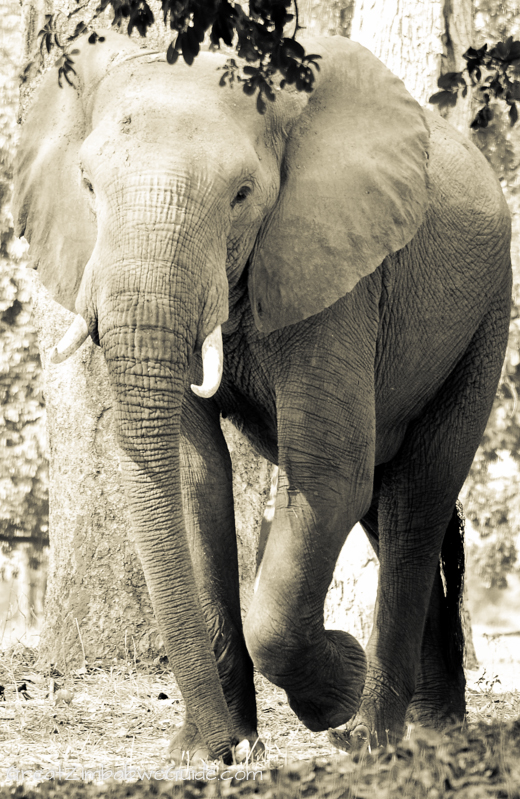 Mana Pools elephant