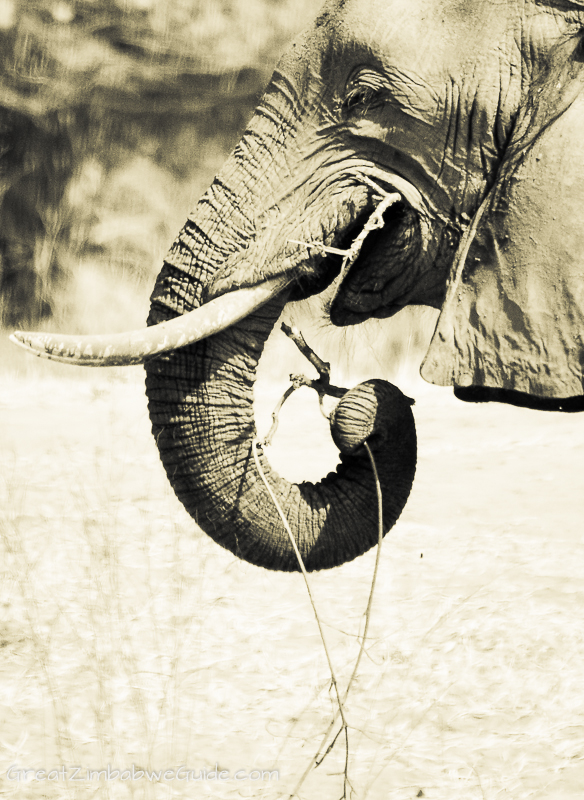 Mana Pools elephant 5