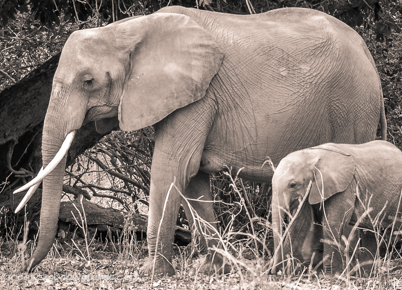 Mana Pools elephant (23)