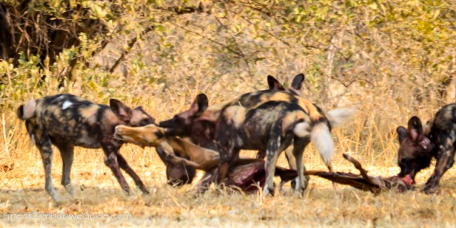 Mana Pools hunting dog pack