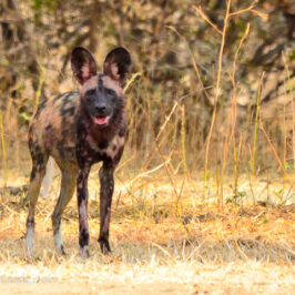 Mana Pools painted hunting dog