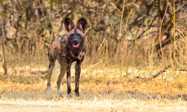 Mana Pools painted hunting dog