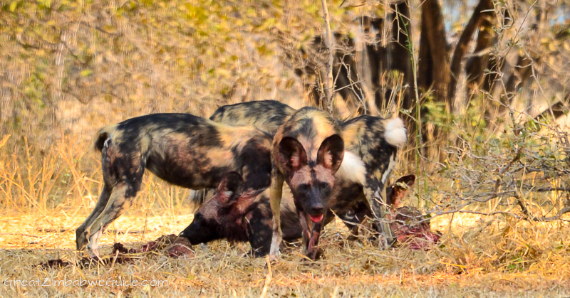 Mana Pools hunting dogs (28)