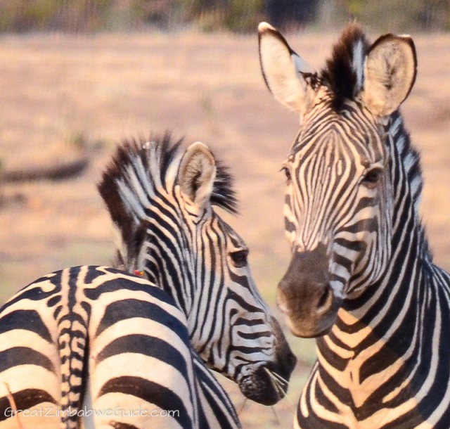 Mana Pools zebra (37)