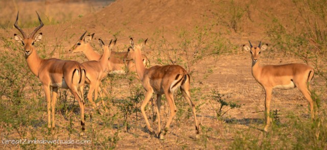 Mana Pools impala