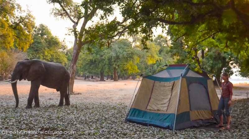 Mana Pools elephant at camp