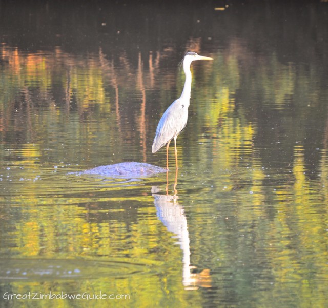 Mana Pools heron