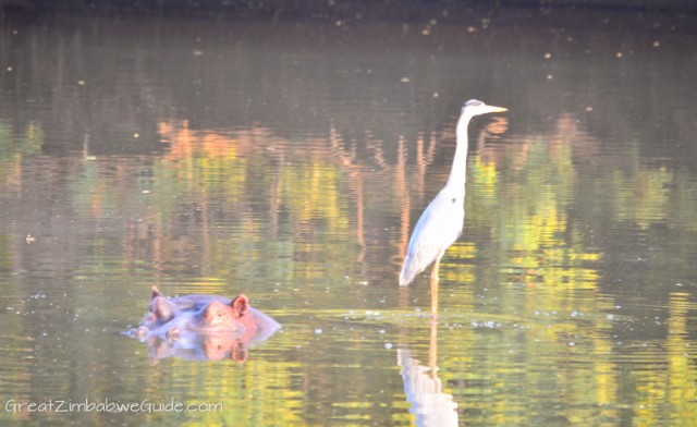 Mana Pools heron 2