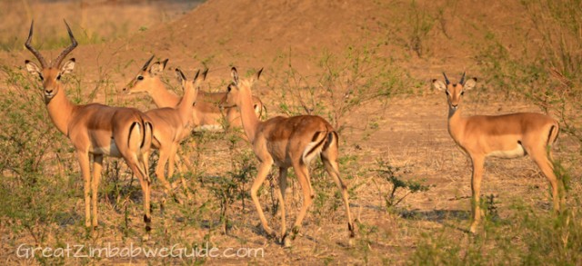 Mana Pools Impala