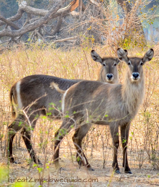 Mana Pools Waterbuck