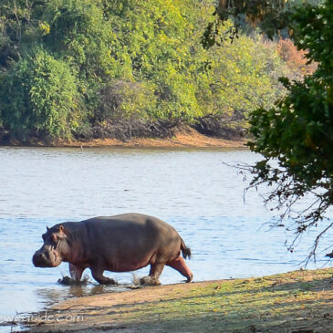 Mana Pools hippo charge: A close call