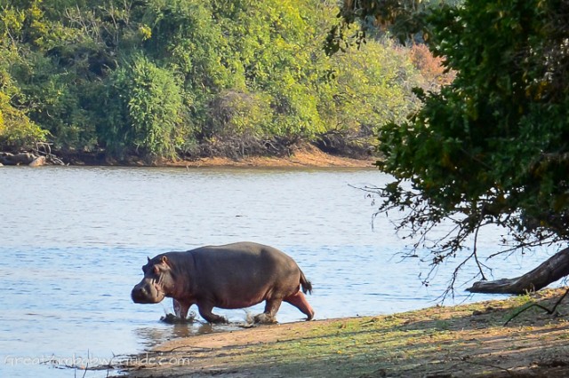 Mana Pools Hippo Long Pool