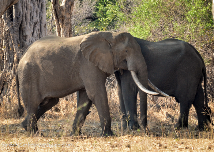 Mana Pools Zim large elephant