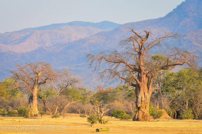 Mana Pools landscape