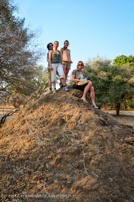 Mana Pools Zim anthill