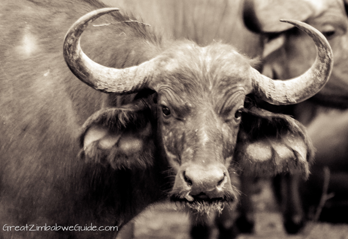 Mana Pools buffalo female