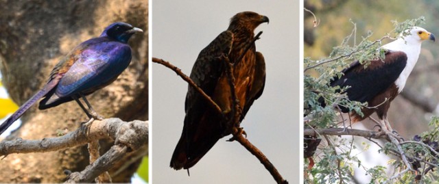 Mana Pools birds